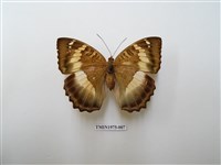 藏品(臺灣翠蛺蝶)的圖片